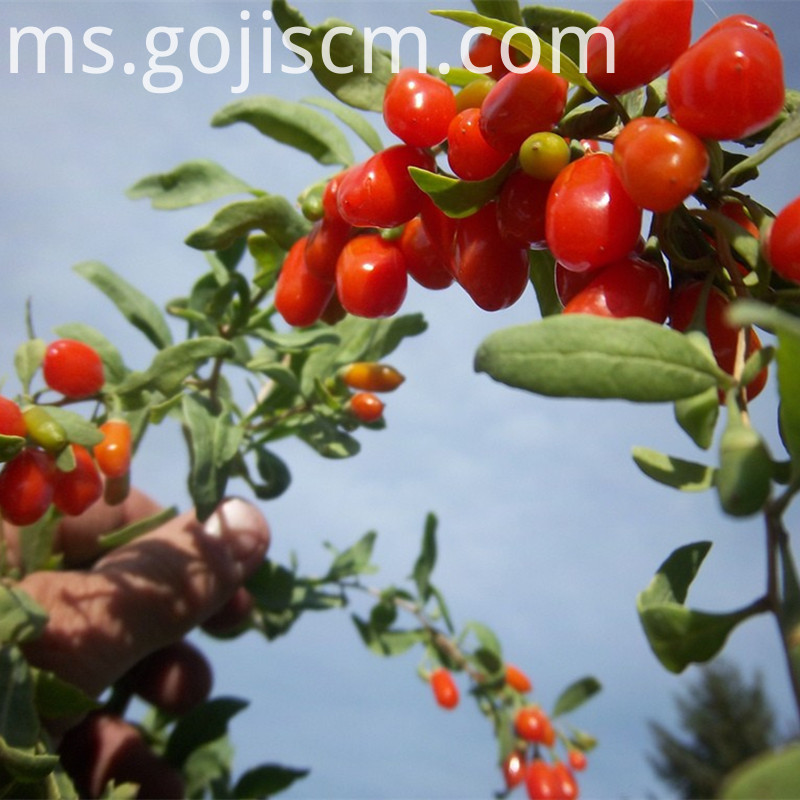 pelbagai manfaat baru goji berry fresh Multiple Benefits goji berry